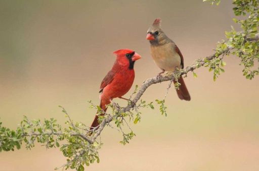 Cardinals