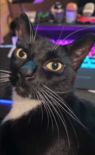 Cat-pic